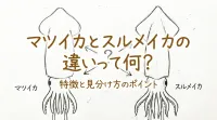 マツイカとスルメイカの違いって何？