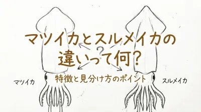 マツイカとスルメイカの違いって何？