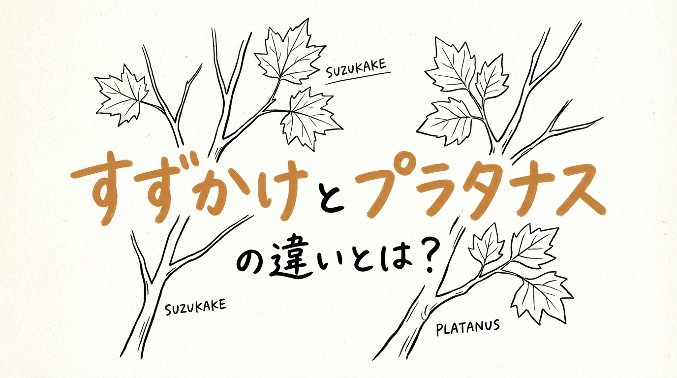 すずかけとプラタナスの違いとは？
