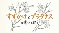 すずかけとプラタナスの違いとは？