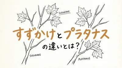 すずかけとプラタナスの違いとは？