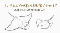 マンタとエイの違いは画像でわかる？