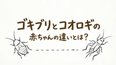 ゴキブリとコオロギの赤ちゃんの違いとは？