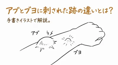 アブとブヨに刺された跡の違いとは？