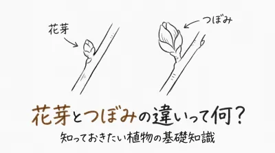 花芽とつぼみの違いって何？