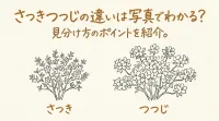 さつきつつじの違いは写真でわかる？