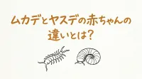 ムカデとヤスデの赤ちゃんの違いとは？