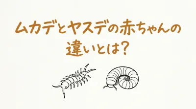 ムカデとヤスデの赤ちゃんの違いとは？