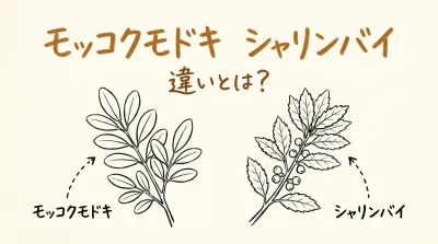モッコクモドキ シャリンバイ 違いとは？