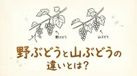 野ぶどうと山ぶどうの違いとは？
