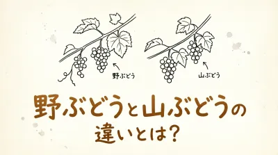 野ぶどうと山ぶどうの違いとは？