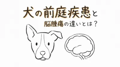 犬の前庭疾患と脳腫瘍の違いとは？