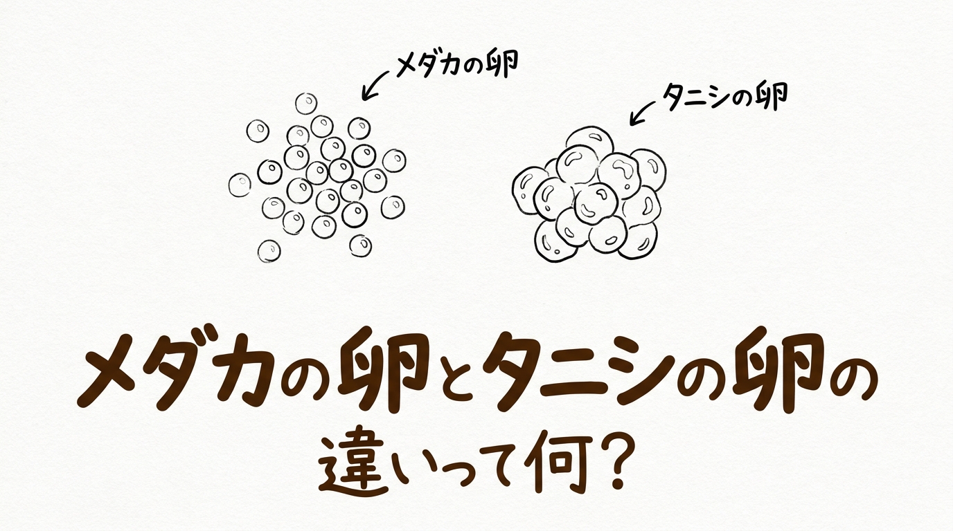 メダカの卵とタニシの卵の違いって何？
