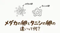 メダカの卵とタニシの卵の違いって何？