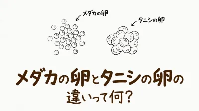 メダカの卵とタニシの卵の違いって何？