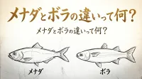 メナダとボラの違いって何？