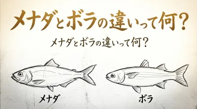メナダとボラの違いって何？